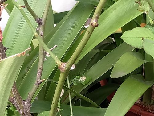 玫瑰枝干上长了白色虫子怎么除