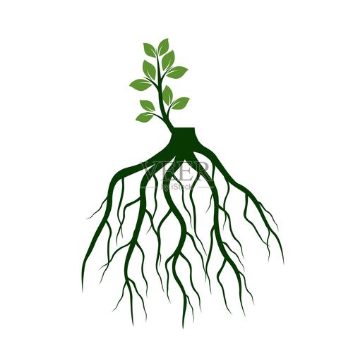 树苗生根枝干发芽植物的根矢量插图设计元素图片