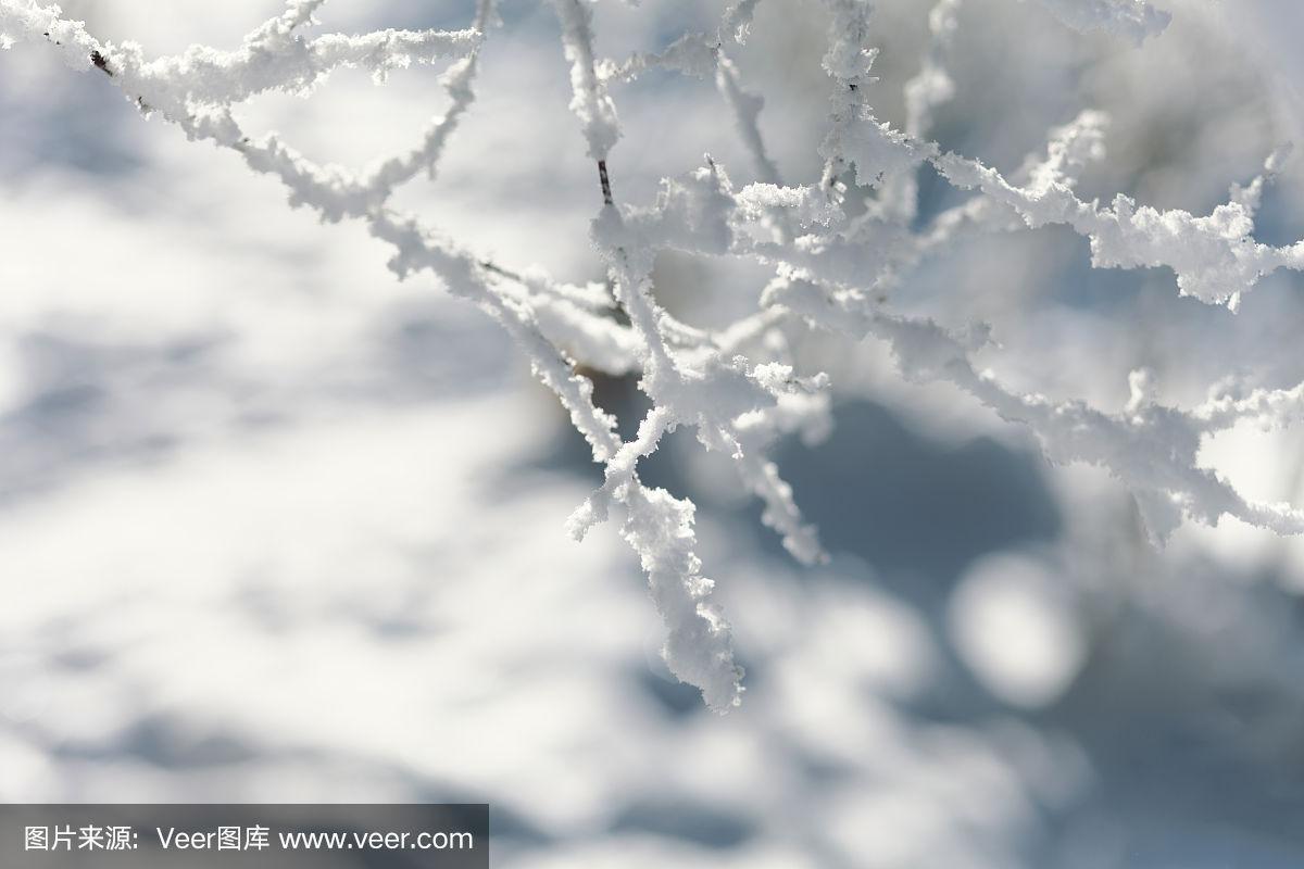 在积雪的覆盖下,灌木的枝干被拉近了.彩色照片