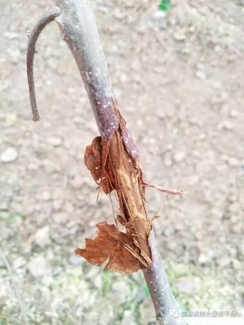 枝干病的类型
