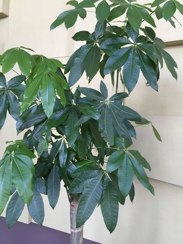 这些盆栽招引蚂蚁,枝干腐烂.什么原因,怎么治?