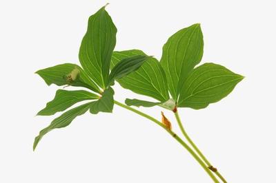 自然风景-茂盛叶子-叶枝 枝杆 花蕾