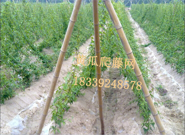百香果爬藤网苦瓜网网眼山药网厂家